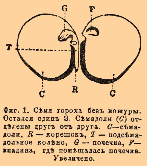 Строение семени гороха рисунок с описанием