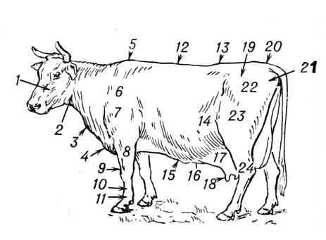 Стати молочной коровы рисунок с обозначениями