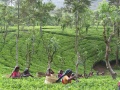 Srilanka Чайная плантация.jpg