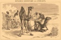 Верблюд b11 006-0.jpg