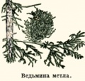 Ведьмина метла (МСЭ).jpg