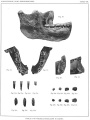 Homo heidelbergensis (Erstbeschreibung) 03.jpg