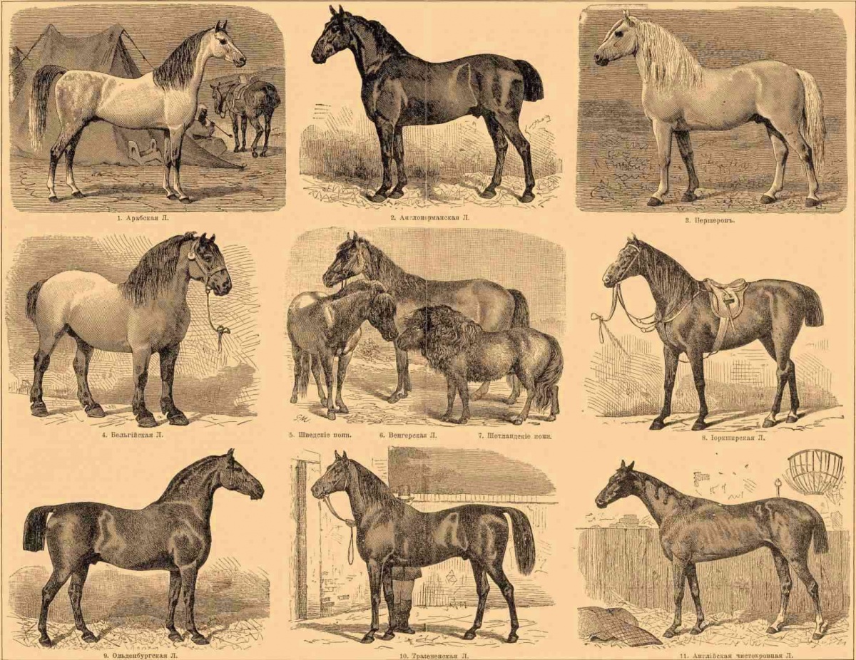 Типы пород лошадей