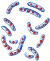 Бактерии 34 (БСЭ).jpg