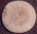 Ветренница Fraxinus excelsior crosssection.jpg