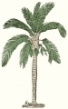 Восковая пальма (МСЭ).jpg