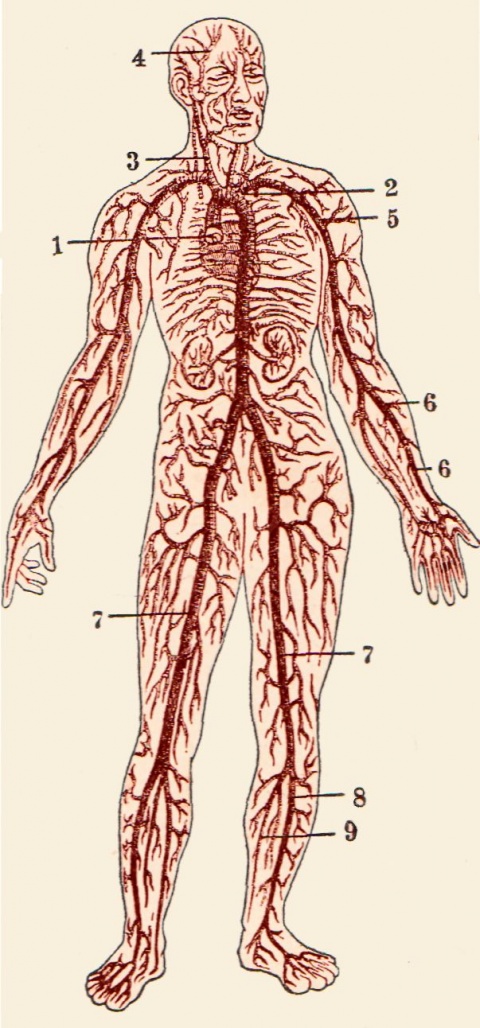 Артерия человека схема