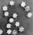 Бактериофаги 4 (БСЭ).jpg