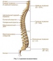 Позвоночник отделы.jpg