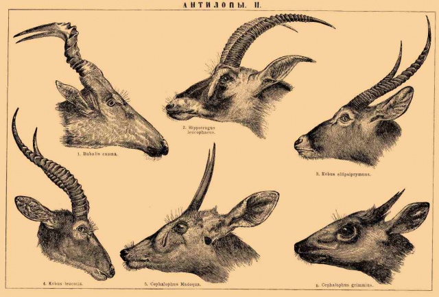 Изображения по запросу Рога антилопы