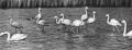 Аскания-Нова Лебеди и Фламинго (БСЭ).jpg
