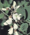 Robinia-pseudacacia-b.jpg