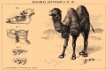 Верблюд b11 007-0.jpg