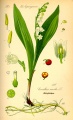 Illustration Convallaria majalis0.jpg