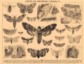 Бабочки B4 610-2.jpg