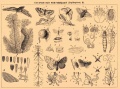 Бабочки B4 610-3.jpg