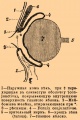 Веки b14 615-0.jpg