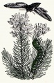 Бражники (МСЭ).jpg